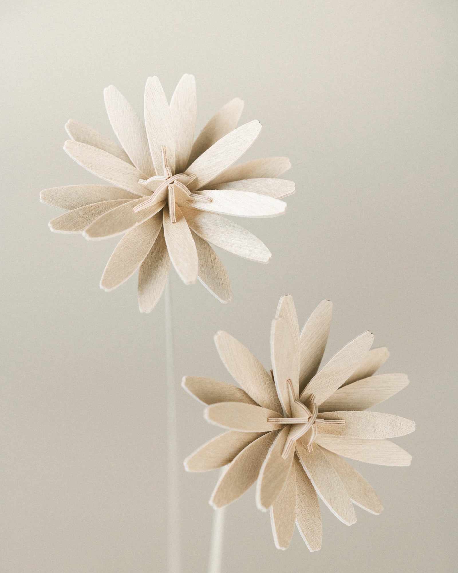 Fleurs N°1 gros plan