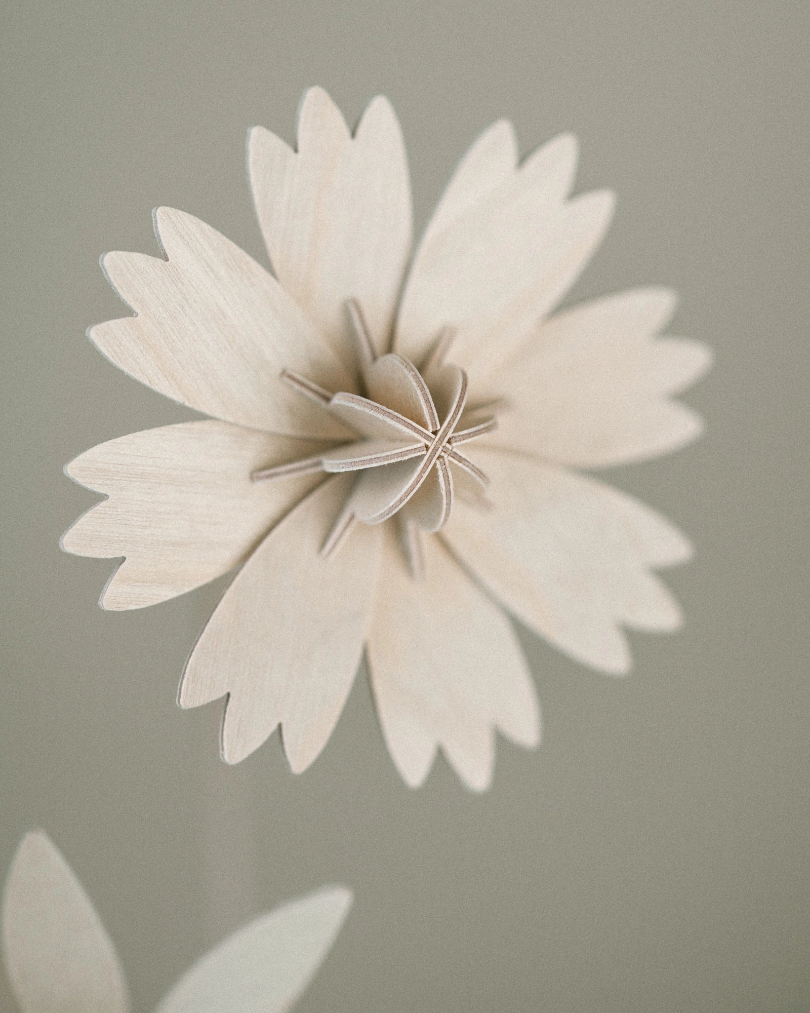 Fleurs N°3 gros plan