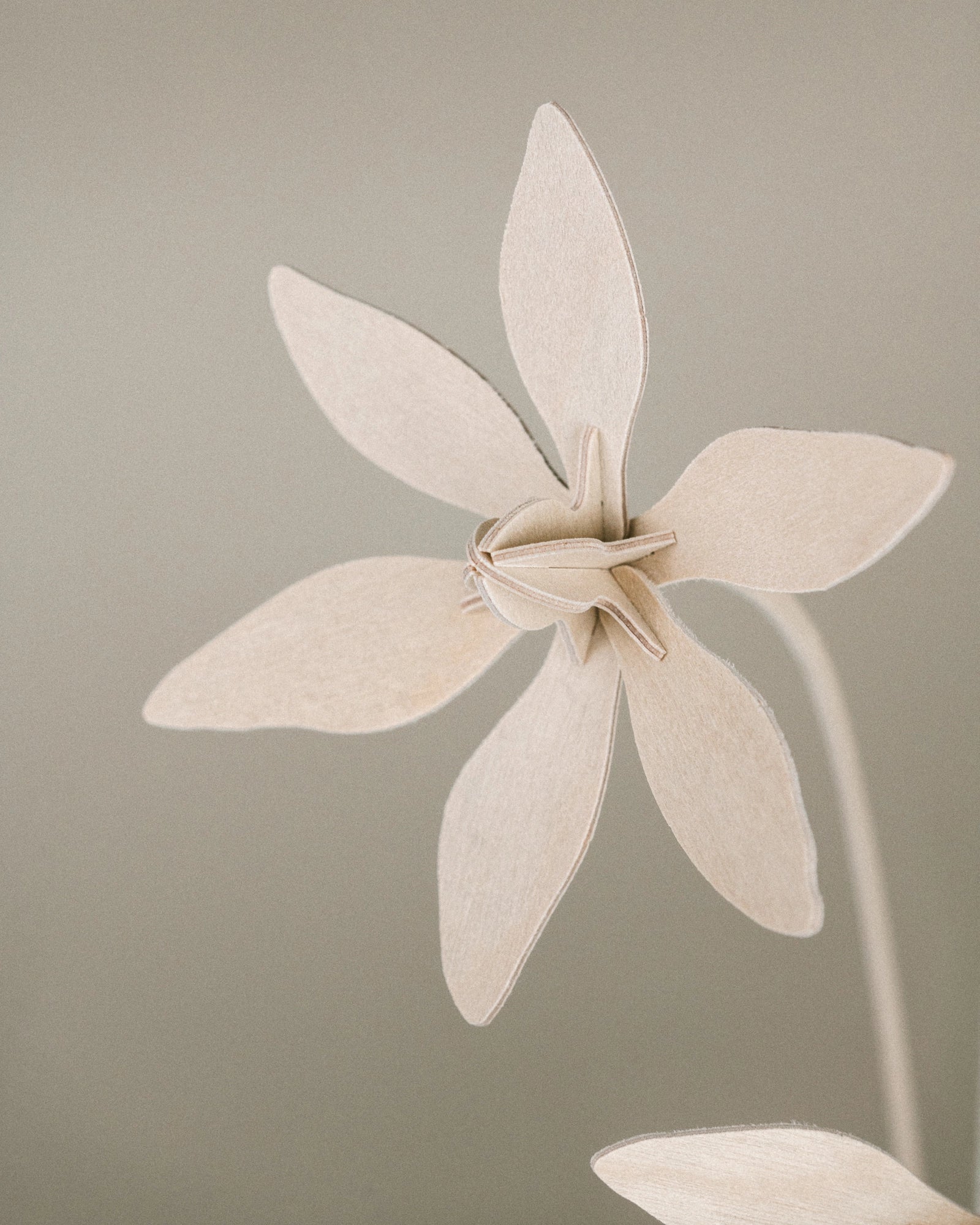 Fleurs N°5 gros plan
